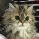 cuecuecat21