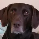 ropisto