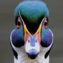 cedricksusername