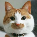 nekogichou