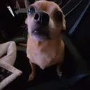 keleemo