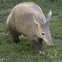 aardvark04