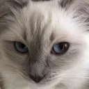 catssss