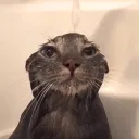 Аватар estenner