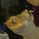 404karma