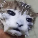 burntsacrifice
