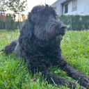 avatar 𝒩𝑜𝑜𝒹𝓁𝑒