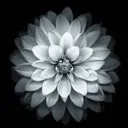 white.lotus.