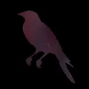 cs.corvid