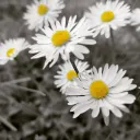 aleriiu