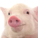 super_pig_