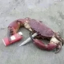 w0zr0b