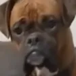 scheclerttv