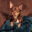 rhianimated
