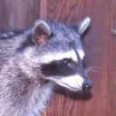 mremoraccoon