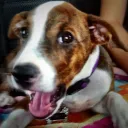 peacedawg