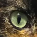 cannibalcain