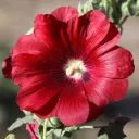 hugo_03722