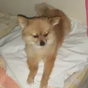 milosraul