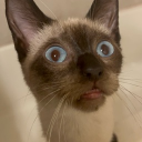 avatar livvie 🐈🛸🌑🌃☄️