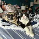yorkiepug1986