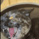 little_cuty_cat