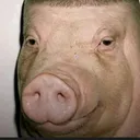 jezyyp