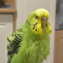 thelegendofferu