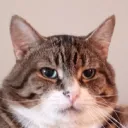 balnket