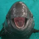 guillermode