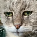 mythesto avatar