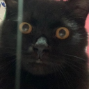 thekingdom14#6349's avatar