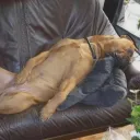 fatventre