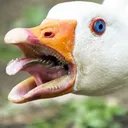 simongoose