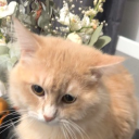 avatar ᥫ᭡ الفراولة