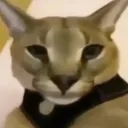robertinoo