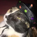 leighayn_kitty