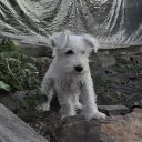humster_cz