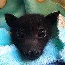 batcode