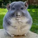chaunangelo