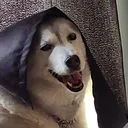 niivako