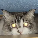 barkcat