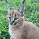 blubbajubba avatar