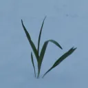 Logann avatar