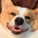 corgi_butts