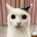 kebabboy100
