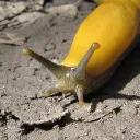 the.slug