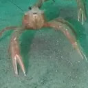 sandwraith_fr