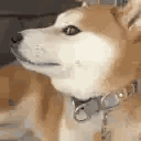 shiba.a