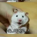 .chocochip